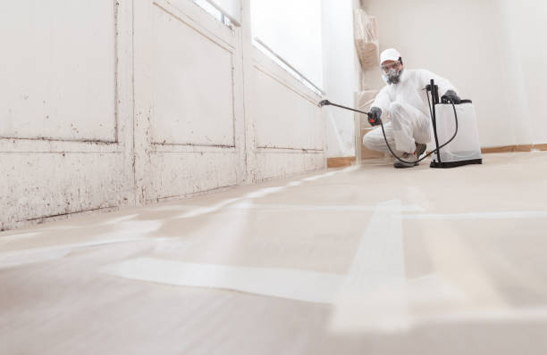 24/7 Emergency Black Mold Remediation experts in Springfield, MI