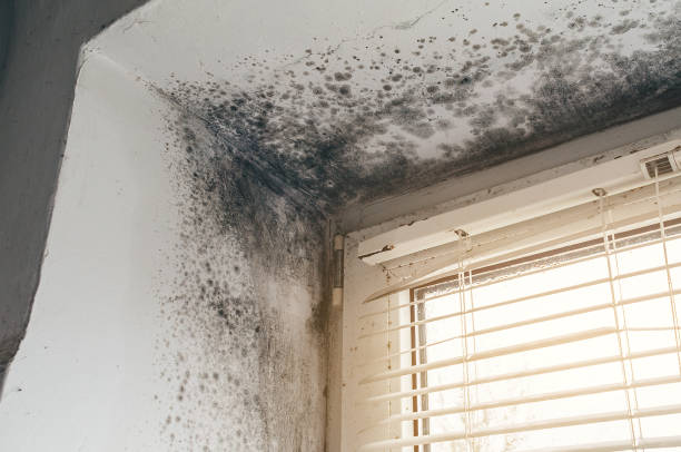 Affordable Black Mold Remediation solutions in Springfield, MI