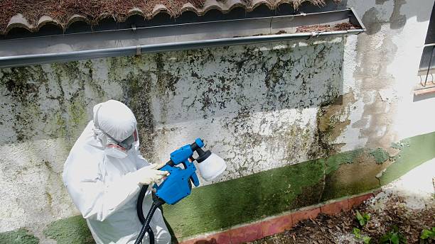 Top rated local Black Mold Remediation specialists in Springfield, MI